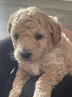 Sweet girl, a female Bichpoo for sale in Pocahontas, AR – Photo 3 of 3