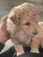 Sweet girl, a female Bichpoo for sale in Pocahontas, AR – Photo 2 of 3