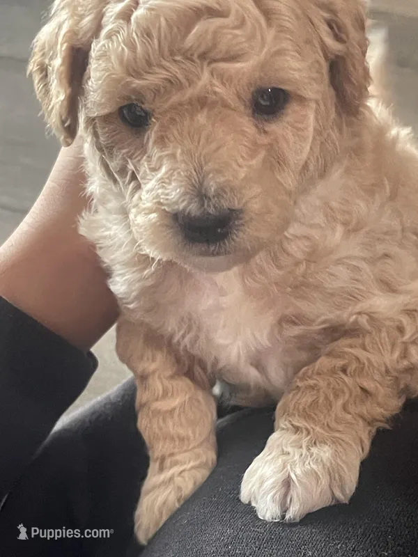 Sweet girl – Bichpoo puppy for sale in Pocahontas, AR