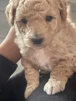 Sweet girl, a female Bichpoo for sale in Pocahontas, AR – Photo 1 of 3