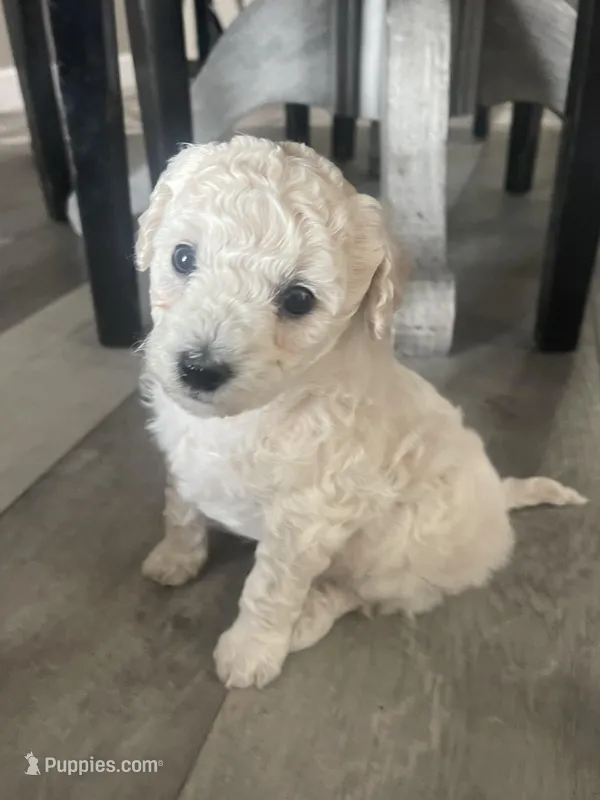 Polar bear , a male Bichpoo for sale in Pocahontas, AR – Photo 1 of 3