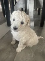 Polar bear , a male Bichpoo for sale in Pocahontas, AR – Photo 1 of 3