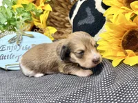 Tiny Tim shaded cream, a male Dachshund for sale in Floresville, TX – 3 of 7