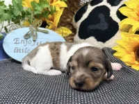 William dapple , a male Dachshund for sale in Floresville, TX – 3 of 8