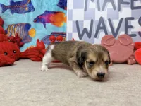 Tiny Tim shaded cream, a male Miniature Dachshund for sale in Floresville, TX – 2 of 7