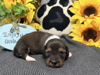 Harry tuxedo , a male Dachshund for sale in Floresville, TX – 4 of 8