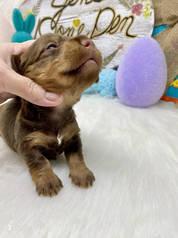 Chocolate MWH1, a male Miniature Dachshund for sale in Floresville, TX – Photo 1 of 4