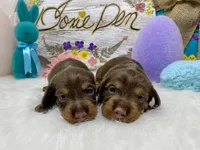 Chocolate MWH1, a male Miniature Dachshund for sale in Floresville, TX – Photo 2 of 4