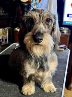 Chocolate MWH1, a male Miniature Dachshund for sale in Floresville, TX – Photo 4 of 4