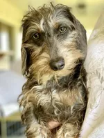 Chocolate MWH1, a male Miniature Dachshund for sale in Floresville, TX – Photo 3 of 4