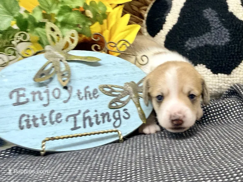 Peter shaded cream – Dachshund puppy for sale in Floresville, TX