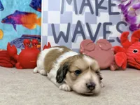 Jack shaded cream, a male Miniature Dachshund for sale in Floresville, TX – 4 of 7