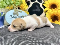 Peter shaded cream, a male Dachshund for sale in Floresville, TX – 5 of 8
