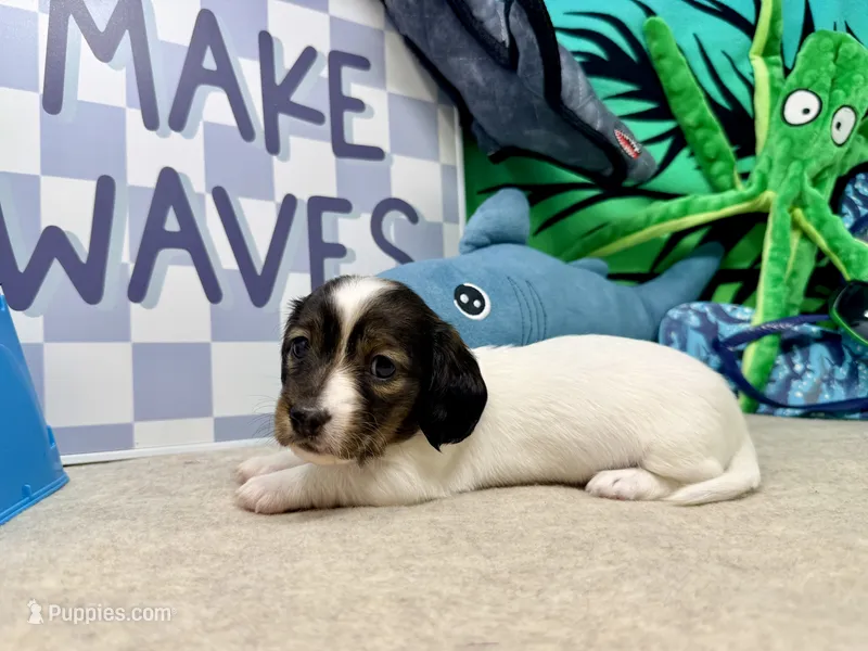 Kate extreme – Miniature Dachshund puppy for sale in Floresville, TX