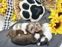Kate extreme, a female Miniature Dachshund for sale in Floresville, TX – 5 of 5