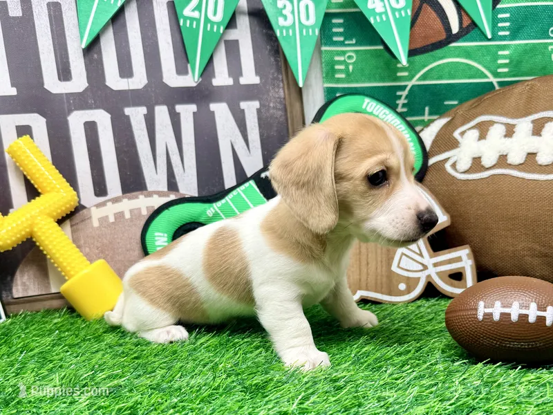 Peter shaded cream – Miniature Dachshund puppy for sale in Floresville, TX