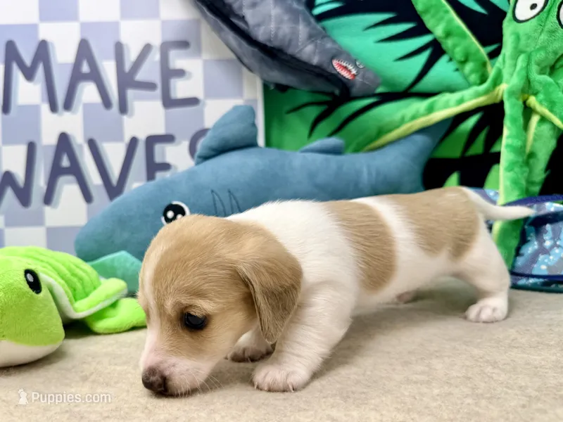 Peter shaded cream – Miniature Dachshund puppy for sale in Floresville, TX