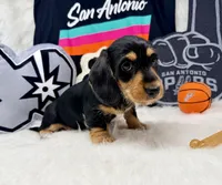 AKC black & tan wire hair, a male Dachshund for sale in Floresville, TX – 4 of 6