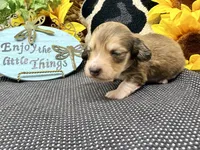 Tiny Tim shaded cream, a male Dachshund for sale in Floresville, TX – 4 of 7