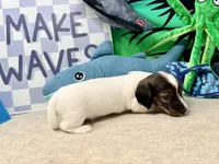 Kate extreme, a female Miniature Dachshund for sale in Floresville, TX – 3 of 5