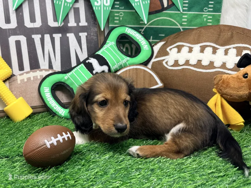 Harry tuxedo  – Miniature Dachshund puppy for sale in Floresville, TX