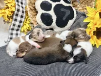 Harry tuxedo , a male Dachshund for sale in Floresville, TX – 7 of 8