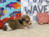 Tiny Tim shaded cream, a male Miniature Dachshund for sale in Floresville, TX – 3 of 7