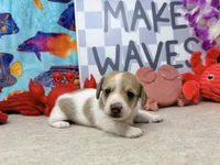 Peter shaded cream, a male Miniature Dachshund for sale in Floresville, TX – 3 of 7