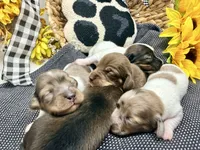 William dapple , a male Dachshund for sale in Floresville, TX – 7 of 8