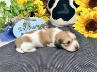 Jack shaded cream, a male Dachshund for sale in Floresville, TX – 4 of 7
