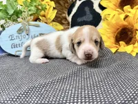 Peter shaded cream, a male Dachshund for sale in Floresville, TX – 6 of 8