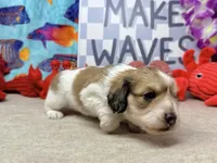 Jack shaded cream, a male Miniature Dachshund for sale in Floresville, TX – 5 of 7