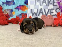 Harry tuxedo , a male Miniature Dachshund for sale in Floresville, TX – 2 of 7