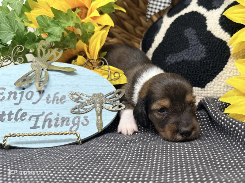 Harry tuxedo  – Dachshund puppy for sale in Floresville, TX