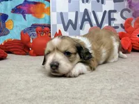 Jack shaded cream, a male Miniature Dachshund for sale in Floresville, TX – 3 of 7