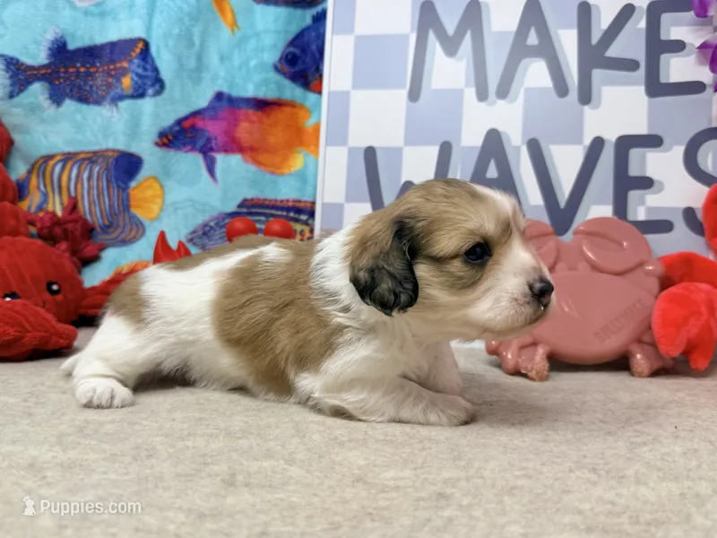 Jack shaded cream – Dachshund puppy for sale in Floresville, TX