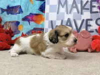 Jack shaded cream, a male Miniature Dachshund for sale in Floresville, TX – 1 of 7
