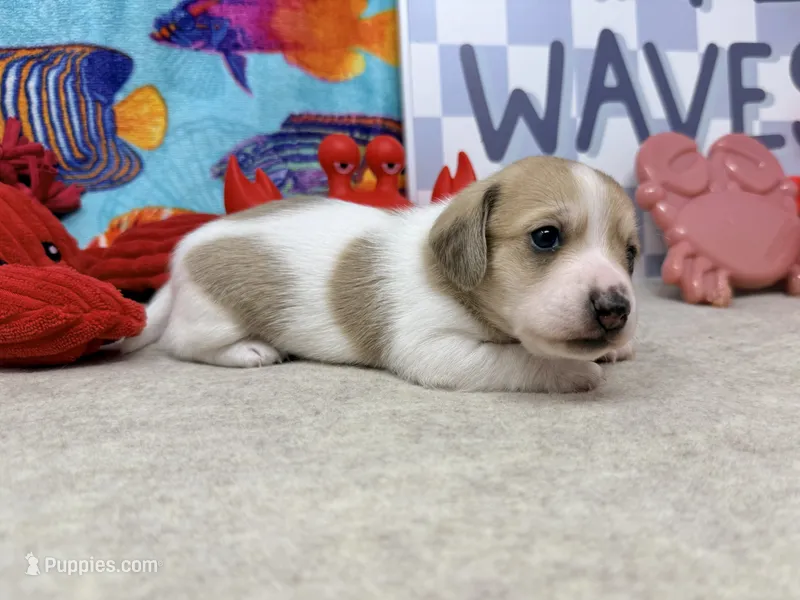 Peter shaded cream – Dachshund puppy for sale in Floresville, TX