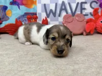 William dapple , a male Miniature Dachshund for sale in Floresville, TX – 2 of 7