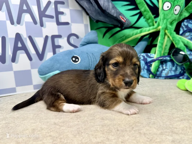 Harry tuxedo  – Miniature Dachshund puppy for sale in Floresville, TX