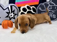 AKC red short hair , a male Dachshund for sale in Floresville, TX – 3 of 6
