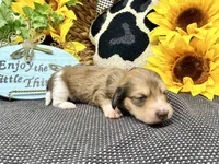 Tiny Tim shaded cream, a male Dachshund for sale in Floresville, TX – 2 of 7