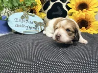 Jack shaded cream, a male Dachshund for sale in Floresville, TX – 5 of 7