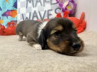 Harry tuxedo , a male Miniature Dachshund for sale in Floresville, TX – 5 of 7
