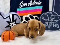 AKC red short hair , a male Dachshund for sale in Floresville, TX – 5 of 6