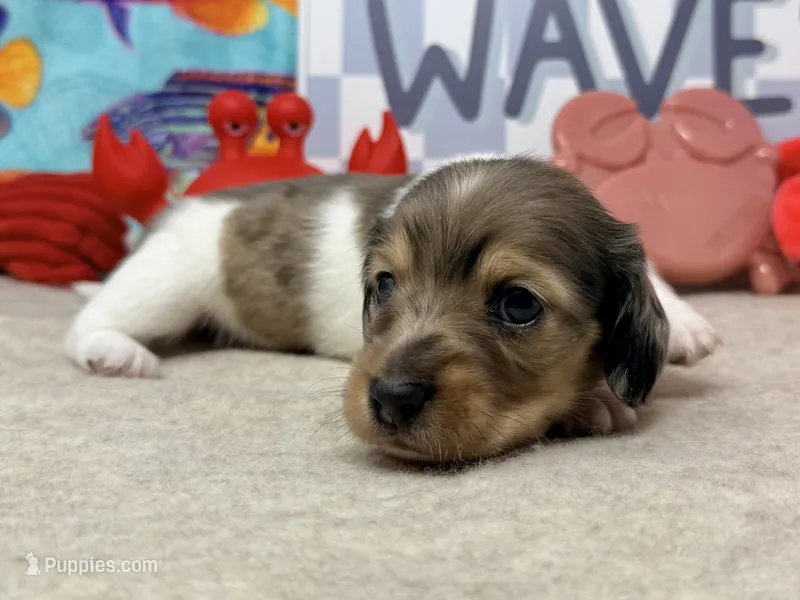 William dapple  – Dachshund puppy for sale in Floresville, TX