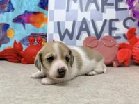 Peter shaded cream, a male Miniature Dachshund for sale in Floresville, TX – 2 of 7