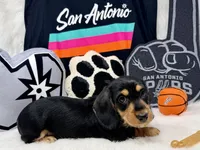 AKC black & tan wire hair, a male Dachshund for sale in Floresville, TX – 6 of 6