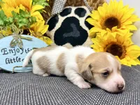 Peter shaded cream, a male Dachshund for sale in Floresville, TX – 2 of 8