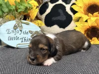 Harry tuxedo , a male Dachshund for sale in Floresville, TX – 5 of 8